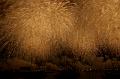 LY8F9034_DxO_raw
